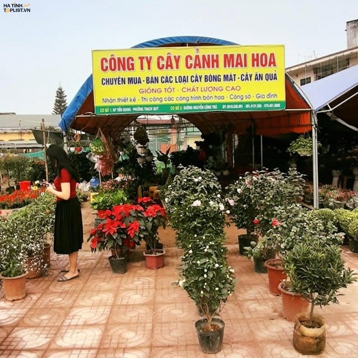 Địa chỉ bán cây cảnh tại Hà Tĩnh 