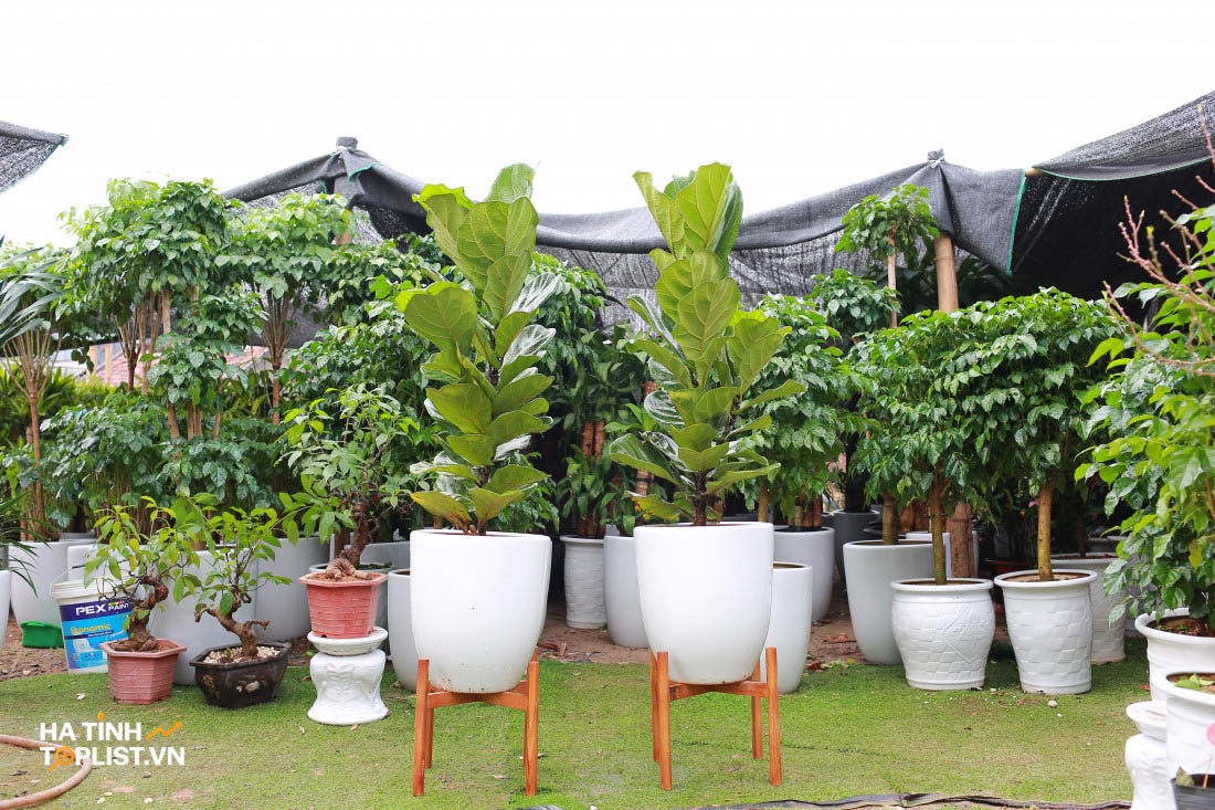 Top 5 Địa Chỉ Bán Cây Cảnh Uy Tín, Dịch Vụ Tốt Tại Hà Tĩnh